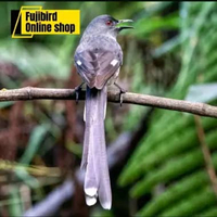 BURUNG MURAI AIR MANCUR PILIHAN