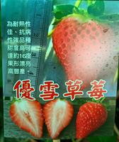 尚未開花結果 [ 優雪草莓盆栽 ] 5寸盆 大果新品種草莓苗～季節限定~ 先確認有沒有貨再下標!