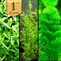 12 Pot Tanaman Aquascape Stem Plant Low C02