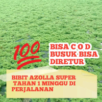 Azolla 1 kg bibit tanaman pakan ternak