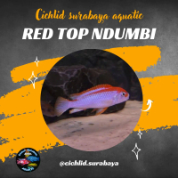 Red  top  ndumbi  cichlid
