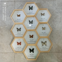 蝴蝶昆蟲標本廠家定制展示相框真蝴蝶裝飾畫展覽科普工藝擺件
