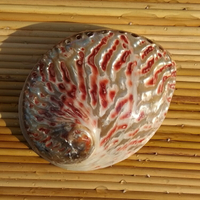 天然海螺貝殼拋光炫彩紅超大鮑魚殼  創意香皂收納盒家居櫥窗裝飾