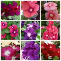 (5 butir) Benih Bunga Vinca Gantung Juntai Varian Mixed