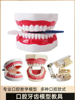 牙齒模型刷牙教具假牙仿真樹脂口腔模型放大牙齒解剖備牙練習拆卸