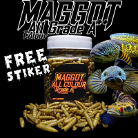 Maggot All Colour Grade A++ untuk Channa Maru, Auranti, Stewarti, Limbata, Blue Pulchra, Red Barito,