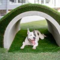 住宿 Dog Hotel Shirahama ドッグホテル シラハマ Shirahama Onsen 白濱