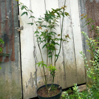 Indukan Japanese Green Maple/ Indukan Acer Palmatum