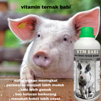 vitamin babi cepat besar dan penggemukan ternak babi