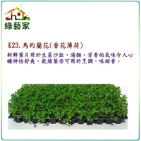 【綠藝家】K23.馬約蘭花種子(香花薄荷)1000顆