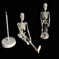 Human Skeleton Model Anatomy Human Body Model Joint Movable Model For Study Teaching Popular Science