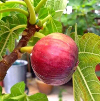 Bibit Buah Tin Super Unggulan - Bibit Buah Tin Unggulan
