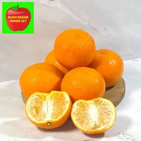 JERUK MANDARIN MURCOT JERUK WOGAN WOKAM PREMIUM QUALITY MURCOT AUSSIE
