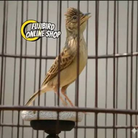 BURUNG BRANJANGAN PARVA JADI GACOR PILIHAN