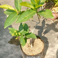 Bibit Buah Berkwalitas Kondisi Berbunga Jambu air Madu delli