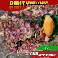 1 pcs Bibit ubi yakon / Benih Rimpang umbi yakon siap tanam harga murah