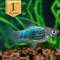 Blue Metalic Platy Ikan Hias (Isi 3) Aquascape Hiasan Aquarium Tanaman Air -