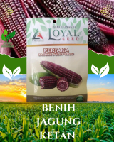 BENIH JAGUNG KETAN,JAGUNG UNGU PERJAKA 8GRAM