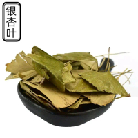 Yin xing ye 300gram ginkgo leaf / ginkgo biloba leaf obat herbal
