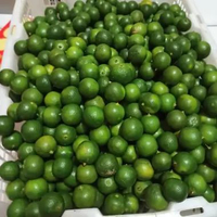 JERUK KUNCI JERUK SONKIT LEMON CUI JERUK KASTURI JERUK KALAMANASI 500gr