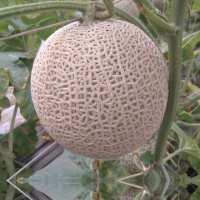 【WANG 蔬果】台灣阿露斯綠肉哈密瓜2顆x1箱(2.5kg/箱_果農直配 溫室栽種)