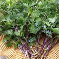 ketumbar batang ungu. biji benih asian purple cilantro