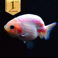Koki Pink Ranchu (L) Ikan Hias Aquascape Hiasan Aquarium Tanaman Air -