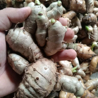 Temu Putih | Kunyit Putih | Curcuma Zedoria Jamu Herbal Alami 250gr Rasanya Pahit