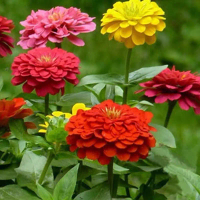 [F02] 200 SEED-Mix Colour Zinnia Flower seed
