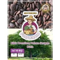 Bibit Premium Pohon Kayu Sengon Buto |Biji Bibit Sengon Buto|Benih Kayu