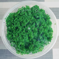 Bibit azolla microphylla super hijau,bisa untuk dibudidayakan menghimat pakan ternak,perkembangannya