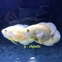 ikan Oscar albino size 9-10cm