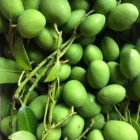 MANGGA TELOR / MANGGA MUDA / MANGGA FRESH DARI POKOK