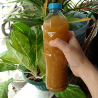 JAMU HERBAL SEHAT DIET KUNYIT ASEM