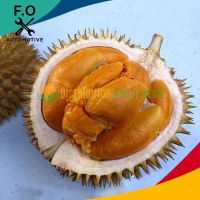 Bibit Tanaman Durian Duri Hitam/Ochee Kaki 3