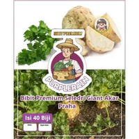 Bibit Premium Seledri Giant Akar Praha | Biji Benih Seledri Giant Akar Praha | Seledri Akar