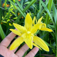 Anggrek Tanah Golden Boy – Sudah Berbunga, Tinggi 50–60 cm, Berkualitas