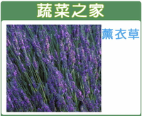 【蔬菜之家】K09.薰衣草種子(狹葉)(共有2種包裝可選)