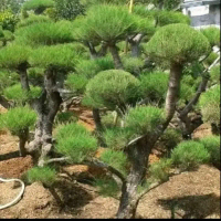 Biji benih pohon cemara udang/bahan bonsai tanaman daun hijau alami bibit