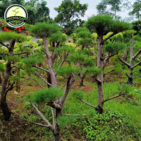 Tanaman Hias Bonsai Cemara Udang - Pohon Bonsai Udang