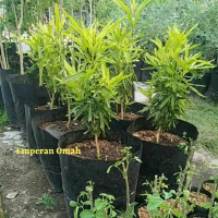 Bibit Tanaman Herbal Zodia Tanaman Pengusir Nyamuk