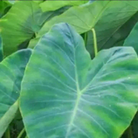 Daun talas muda segar