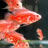 ikan Oscar nemo size 9-10cm