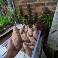Ubi Gembili Segar dan Segar - Bahan Makanan Alami untuk Kesehatan Anda berat 1 kg