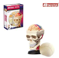 4D skull model 39 parts human anatomy model, new 3D skull