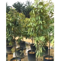 2 X ANAK POKOK MUSANG KING HYBRID 3 FEET +++TALL