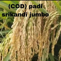 BENIH PADI SRIKANDI JUMBO BERKUALITAS  Kemasan 1Kg
