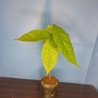 TANAMAN KAKAO / BIBIT KOPI COKLAT UNGGUL SIAP TANAM