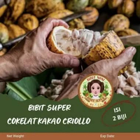 Bibit Super Cokelat Kakao Criollo | Biji Benih Coklat Kakao Criollo