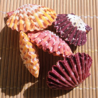 天然貝殼雙殼油畫扇貝 戀人女友禮物 墻貼婚慶裝飾 魚缸水族造景
